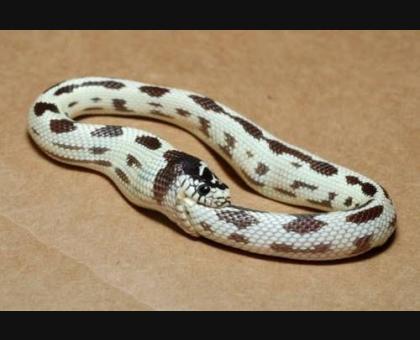 snake snake